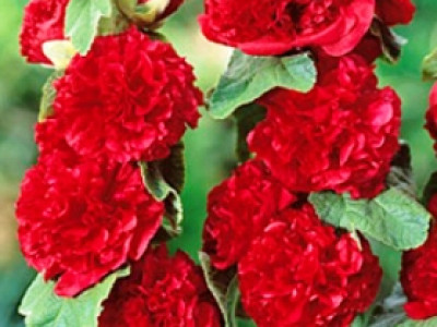   Ружа червена